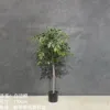 Bonsai details Picture